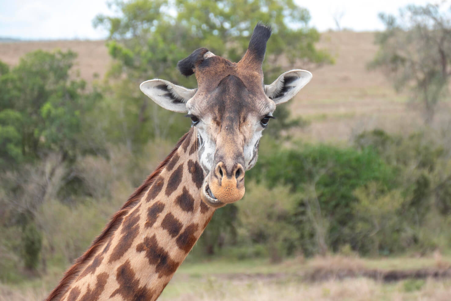 Сафари в Масаи-Мара